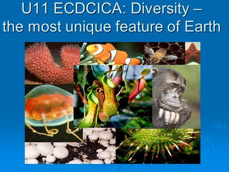 U11 ECDCICA: Diversity – the most unique feature of Earth.