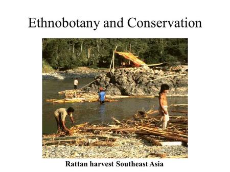 Ethnobotany and Conservation Rattan harvest Southeast Asia.