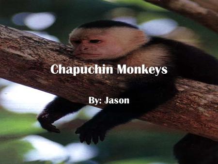 Chapuchin Monkeys By: Jason. Physical Traits The Capuchin monkeys thumbs and big toes are opposable There hands are like human hands And there tails are.