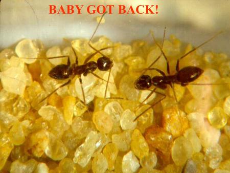 BABY GOT BACK!. Introduction Does biome affect liquid foraging rates of Crazy Ants {Paratrechina longicornis}? Does biome affect the number of engorged.