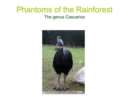 Phantoms of the Rainforest The genus Casuarius. Mathurin Jacques Brisson Born: April 30 th, 1723 Died: June 23 rd,1806.