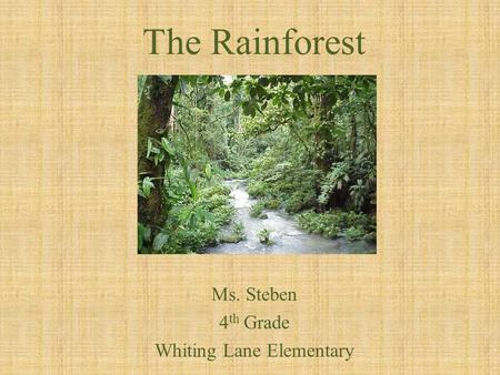 The Rainforest Ms. Steben 4 th Grade Whiting Lane Elementary.