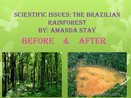 Scientific issues: The Brazilian Rainforest By: Amanda Stay Before & After.