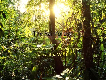 The Rainforest Kirstan Catoe, Jill Franks, and Samantha Willits.