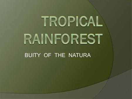 BUITY OF THE NATURA. TROPICAL RAINFORESTS ANIMAL WORLD.