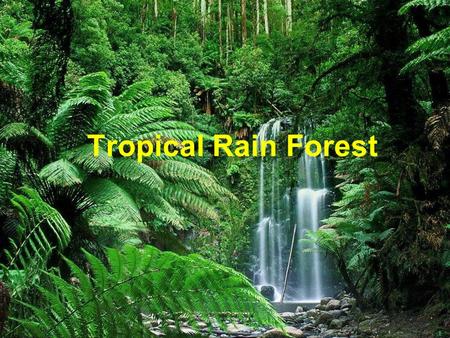 Tropical Rain Forest.  =m4bNrIIe0bk THE TROPICAL RAINFOREST RAP.