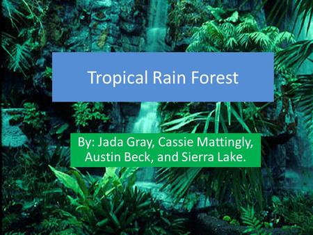 Tropical Rain Forest By: Jada Gray, Cassie Mattingly, Austin Beck, and Sierra Lake.
