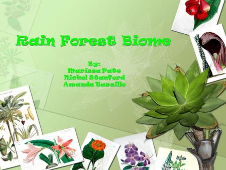 Rain Forest Biome By: Marissa Pate Nickol Stanford Amanda Tassillo By: Marissa Pate Nickol Stanford Amanda Tassillo.