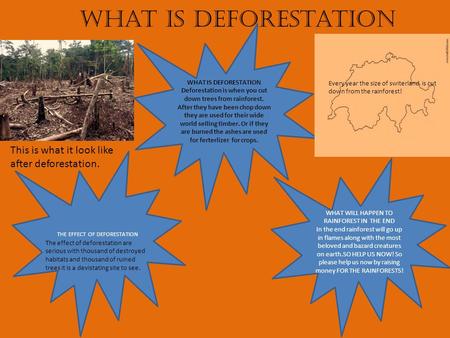 What is deforestation WHAT IS DEFORESTATION Deforestation is when you cut down trees from rainforest. After they have been chop down they are used for.
