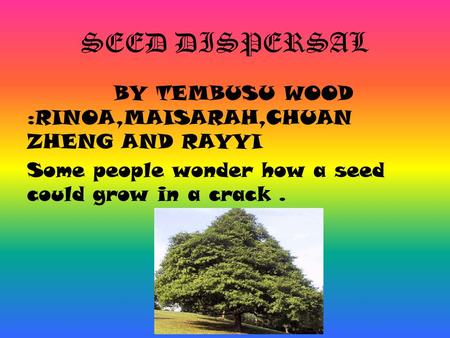 SEED DISPERSAL BY TEMBUSU WOOD :RINOA,MAISARAH,CHUAN ZHENG AND RAYYI Some people wonder how a seed could grow in a crack .