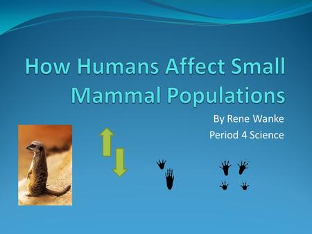 By Rene Wanke Period 4 Science. What we do to affect small mammals Humans: Farm (livestock and crops) Pollute Are over populated Kill predators Cut down.