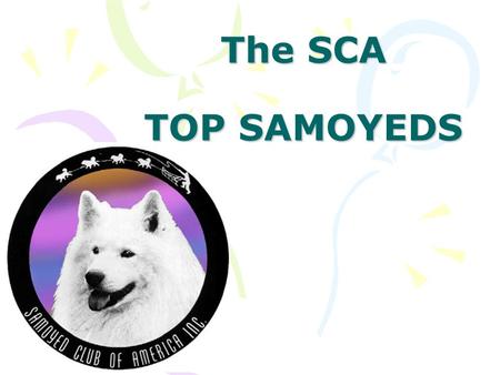 The SCA TOP SAMOYEDS.