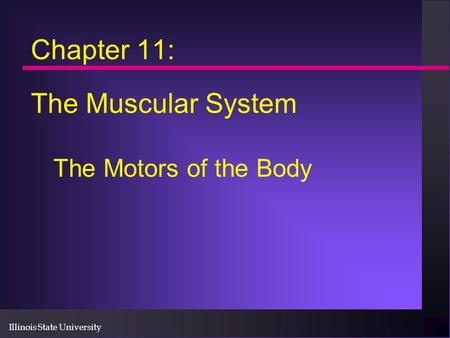 Chapter 11: The Muscular System The Motors of the Body.