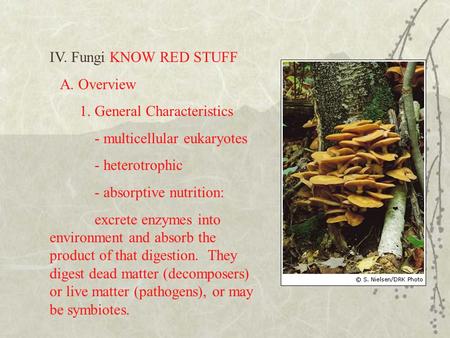 IV. Fungi KNOW RED STUFF A. Overview 1. General Characteristics