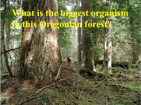 What is the biggest organism in this Oregonian forest?