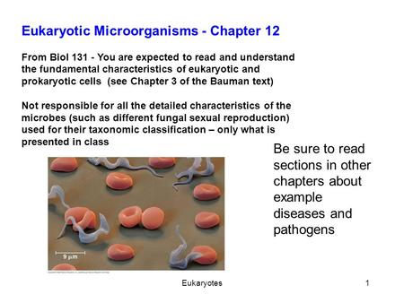 Eukaryotic Microorganisms - Chapter 12 From Biol 131 - You are expected to read and understand the fundamental characteristics of eukaryotic and prokaryotic.