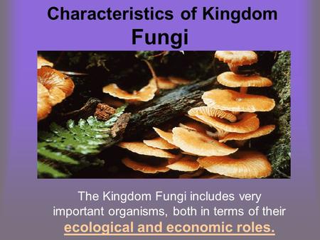 Characteristics of Kingdom Fungi The Kingdom Fungi includes very important organisms, both in terms of their ecological and economic roles.
