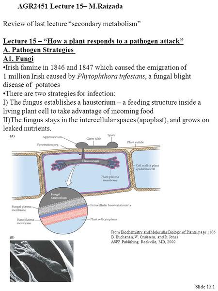 AGR2451 Lecture 15– M.Raizada Review of last lecture “secondary metabolism” Lecture 15 – “How a plant responds to a pathogen attack” A. Pathogen Strategies.