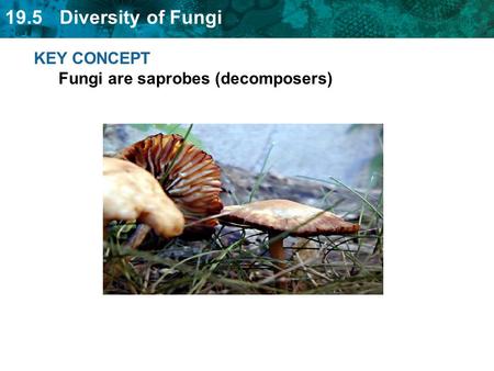 KEY CONCEPT  Fungi are saprobes (decomposers)