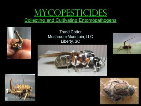 MYCOPESTICIDES Collecting and Cultivating Entomopathogens