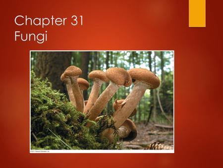 Chapter 31 Fungi.