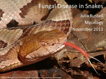 Fungal Disease in Snakes Julia Russell Mycology November 2013