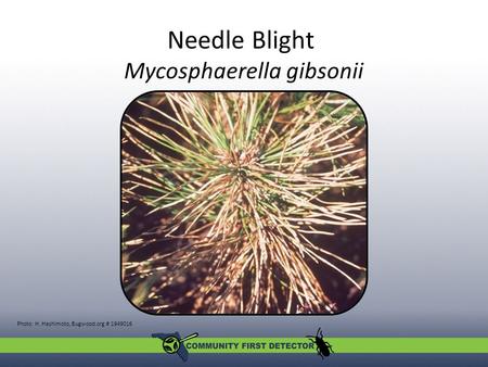Needle Blight Mycosphaerella gibsonii Photo: H. Hashimoto, Bugwood.org # 1949016.