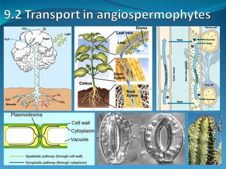 9.2 Transport in angiospermophytes