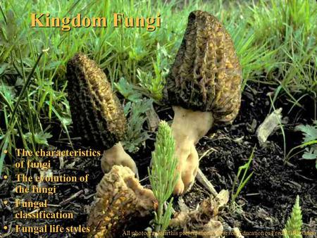 Kingdom Fungi The characteristics of fungi The characteristics of fungi The evolution of the fungi The evolution of the fungi Fungal classification Fungal.