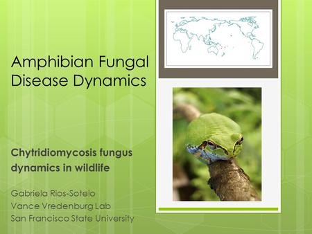 Amphibian Fungal Disease Dynamics Chytridiomycosis fungus dynamics in wildlife Gabriela Rios-Sotelo Vance Vredenburg Lab San Francisco State University.