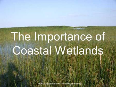 The Importance of Coastal Wetlands