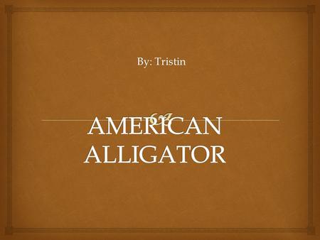 By: Tristin.  Physical Characteristics The American Alligator can be up to 18 feet long, but females are smaller. It can weigh 450-600 pounds; however.