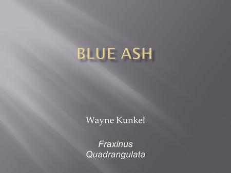 Wayne Kunkel uadrangulata Fraxinus Quadrangulata.