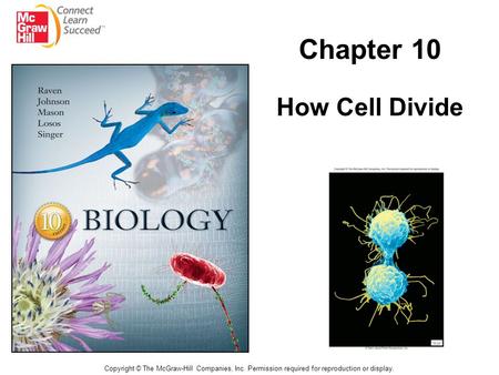 Chapter 10 How Cell Divide
