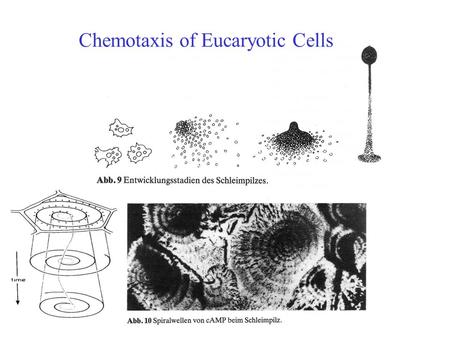 Chemotaxis of Eucaryotic Cells. Chemotaxis in Dictyostelium Discoideum The dictyostelids are a group of cellular slime moulds. When food (normally bacteria)