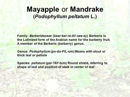 Mayapple or Mandrake (Podophyllum peltatum L.) Family: Berberidaceae (bear-ber-id-AY-see-ay) Berberis is the Latinized form of the Arabian name for the.