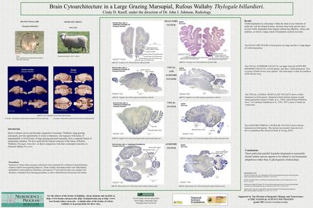 Brain Cytoarchitecture in a Large Grazing Marsupial, Rufous Wallaby Thylogale billardieri. Cindy D. Knaff, under the direction of Dr. John I. Johnson,
