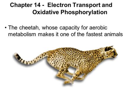Chapter 14 - Electron Transport and Oxidative Phosphorylation The cheetah, whose capacity for aerobic metabolism makes it one of the fastest animals.
