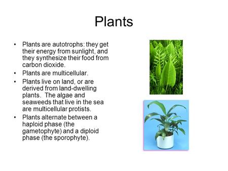 Plants Plants are autotrophs: they get their energy from sunlight, and they synthesize their food from carbon dioxide. Plants are multicellular. Plants.