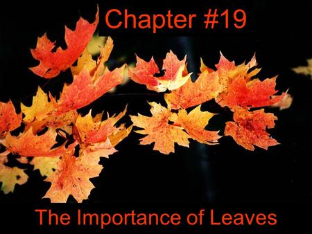 The Importance of Leaves