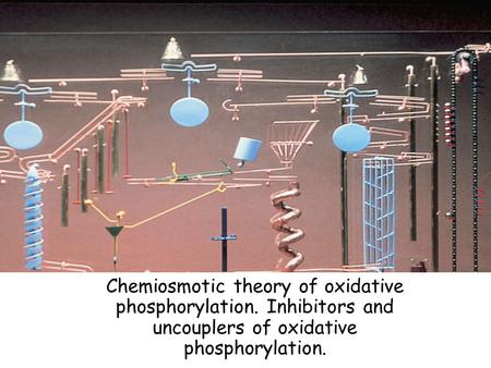 Chemiosmotic theory of oxidative phosphorylation