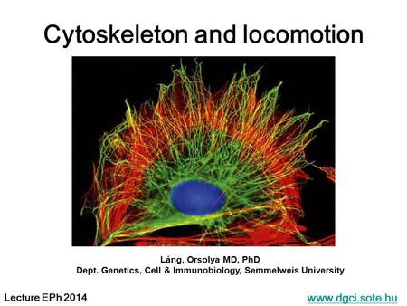 Cytoskeleton and locomotion www.dgci.sote.hu Lecture EPh 2014 Láng, Orsolya MD, PhD Dept. Genetics, Cell & Immunobiology, Semmelweis University.