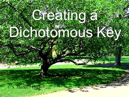 Creating a Dichotomous Key © S. Tanner / 1999.