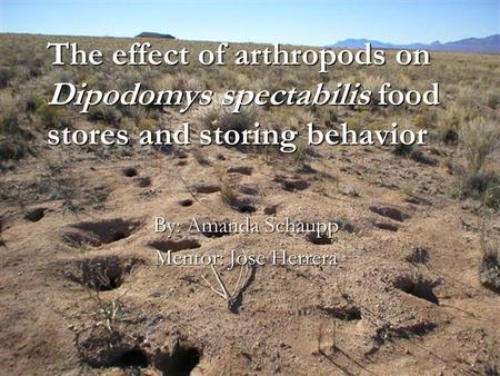The effect of arthropods on Dipodomys spectabilis food stores and storing behavior By: Amanda Schaupp Mentor: Jose Herrera.