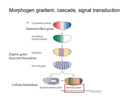 Morphogen gradient, cascade, signal transduction Maternal effect genes Zygotic genes Syncytial blastoderm Cellular blastoderm.