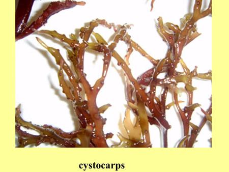 Cystocarps. Gracilaria: multinucleate tubular nutritive cells to roof, to base Gracilariopsis: uninucleate conjunctor cells at base Gracilariophila (parasite)