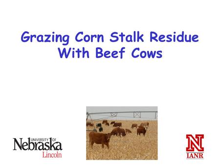 Grazing Corn Stalk Residue With Beef Cows