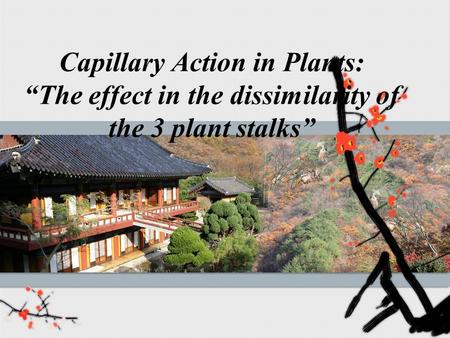 Capillary Action in Plants: “The effect in the dissimilarity of the 3 plant stalks”