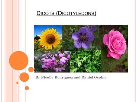 D ICOTS (D ICOTYLEDONS ) By Nicolle Rodriguez and Daniel Ospina.