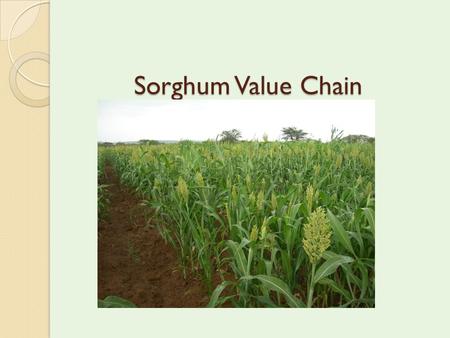 Sorghum Value Chain. Enhancing sorghum production, processing and marketing for improved small-holder incomes and livelihoods in Kenya Erick Cheruiyot.